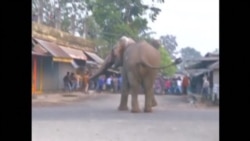 Wild Elephant Rampages in Eastern Indian Town
