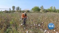 Report: US Agriculture Uses Child Labor, Exposes Them to Health Hazards