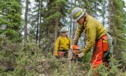 Members of a firefighting crew clear brush to create a fire break on the 2019 Hadweenzic River Fire in Alaska. (BLM photo)