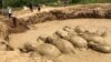 11 Elephants are stuck in a mud hole at the Keo Seima Wildlife Sanctuary, Mondulkiri province, Cambodia, March 24th, 2017 before being rescued. (Photo from Wildlife Conservation Society)