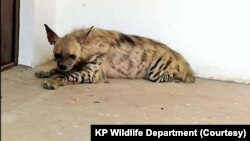 Striped hyena Pakistan 