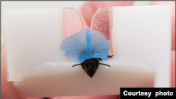 A bee secured with blue wax in a 3D-printed harness in lab studies to to explore whether the insects can detect cancer. (Courtesy Saha Lab) Credit: Saha lab