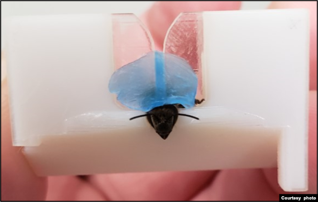 A bee secured with blue wax in a 3D-printed harness in lab studies to explore whether the insects can detect cancer. (Courtesy Saha Lab)