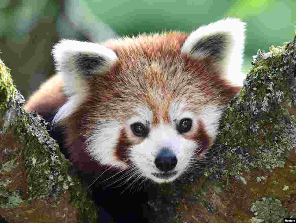 A one-year-old red panda sits in the trees at the Manor Wildlife Park, St. Florence, near Tenby in Wales, United Kingdom.