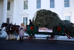 지난 23일 영부인 멜라니아 트럼프 여사가 백악관에 도착한 크리스마스 트리를 맞이했다.