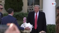 Trump indulta al pavo de Acción de Gracias