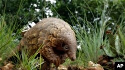 Un pangolin trotte dans un domaine privé à Johannesbourg, Afrique du Sud. (AP Photo/Themba Hadebe)