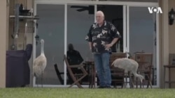 Climate Migrant Wolf -- USAGM