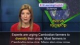 Cambodian Farmers Growing More Vegetables