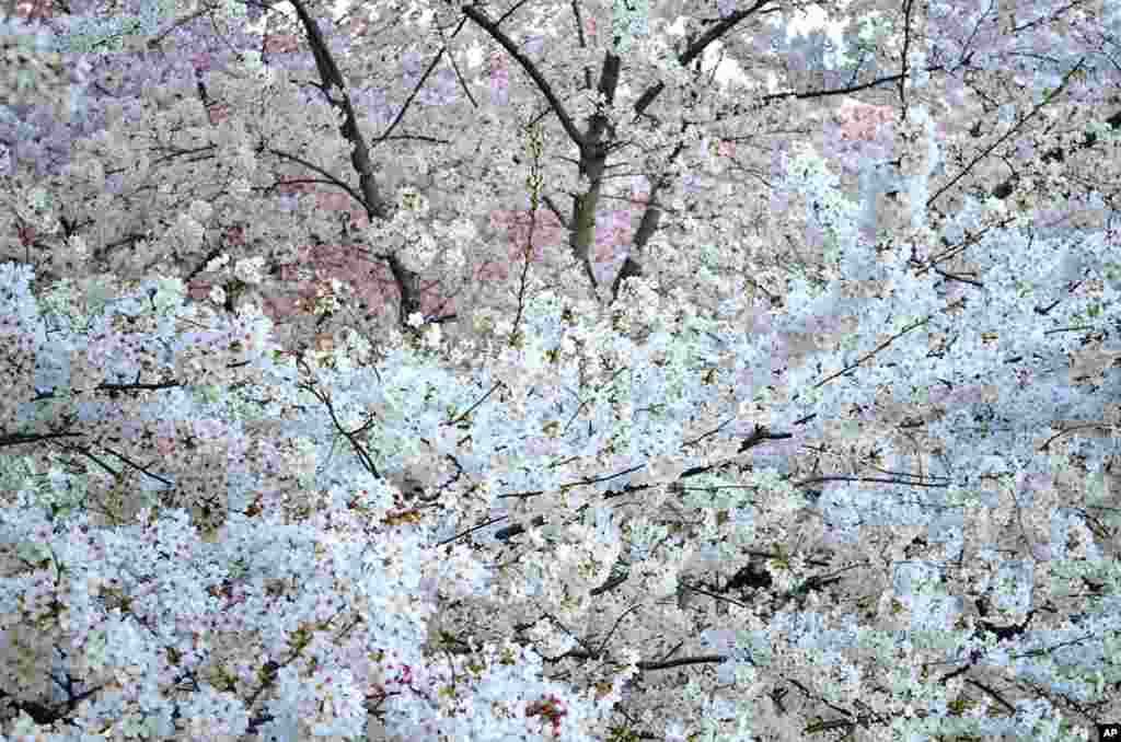 The thick canopy of blossoms in Washington. (Photo: Danny Mac)