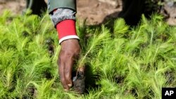 FILE - Enock Twagirayesu, team leader of Nakivale Green Environment Association, checks a sapling during his visit at Kakoma Central Nursery in Nakivale Refugee Settlement in Mbarara, Uganda, on December 5, 2023. 