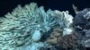 Minivan-sized Sponge Discovered Off Hawaii