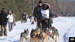 Cim Smyth of Big Lake, Alaska, drives his dog team along the Campbell Creek Airstrip during the ceremonial start of the 2014 Iditarod Trail Sled Dog Race on Saturday, March 1, 2014.