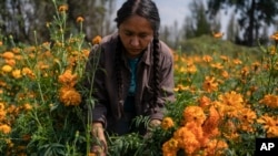 Cassandra Garduno cuts Mexican marigold flowers known as cempasuchil she grew in her floating garden in the Xochimilco borough of Mexico City, Oct. 29, 2024. 