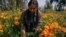 Cassandra Garduno cuts Mexican marigold flowers known as cempasuchil she grew in her floating garden in the Xochimilco borough of Mexico City, Oct. 29, 2024. 