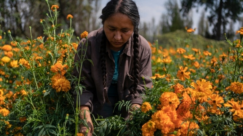 Mexico City's floating gardens in peril 