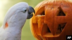 Burung kakatua punya kemampuan kognitif yang sama dengan hewan-hewan primata (foto: ilustrasi).