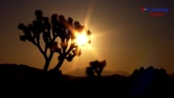 Desert Diversity at Joshua Tree National Park