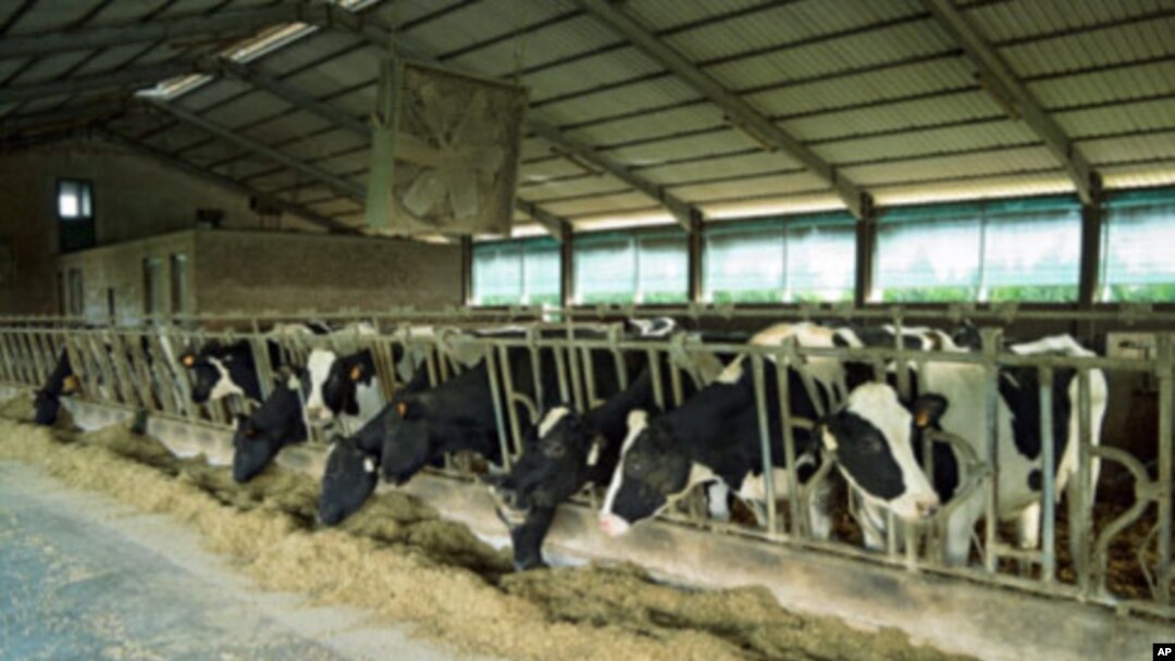 Animals in many large livestock-raising operations around the world get a small but steady dose of certain antibiotics in their feed.