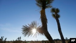 FILE - The sun sets behind joshua trees in Joshua Tree National Park, Jan. 16, 2013, near Twentynine Palms, Calif.