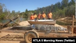 Seekor buaya berukuran besar yang berhasil ditangkap di Australia