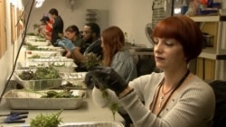 Medical Marijuana Now Legal in Majority of US States