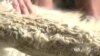 Alpaca Farmer Shears His Way to Success