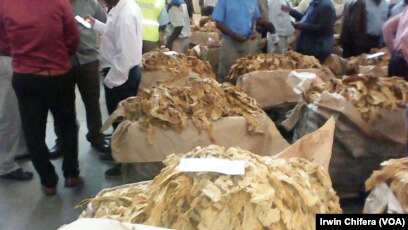 tobacco industry and marketing board zimbabwe ZIMBABWE'S season has generated close to US$700 million, with farmers players calling on the Tobacco Industry and Marketing (TIMB) to crack down on buyers accused of manipulating Zimbabwe begins 2025 tobacco marketing
