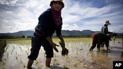 Thai farmers plants a rice crop near Mae Sariang, Thailand (2010 file photo)