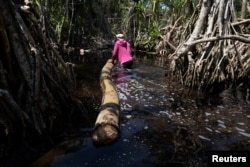 Logger, Egbontoluwa Marigi, 61, pulls a log through the flooded forest floor in Ipare, Ondo State, Nigeria on October 14, 2021. (REUTERS/Nyancho NwaNri)