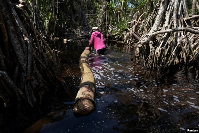 Logger, Egbontoluwa Marigi, 61, pulls a log through the flooded forest floor in Ipare, Ondo State, Nigeria on October 14, 2021. (REUTERS/Nyancho NwaNri)