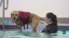 Як собаки ходять у басейн знімати стрес та зміцнювати здоров’я. Відео
