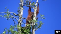 Aceh orangutan