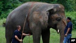 Veterinarians from the international animal welfare organization Four Paws examine a zoo elephant named Kaavan in Islamabad, Pakistan, Sept. 4, 2020. Kaavan was relocated to a Cambodian animal sanctuary.