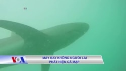 Máy bay không người lái phát hiện cá mập