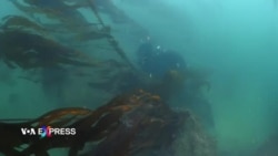 Khu bảo tồn đại dương California ngăn cấm khoan dầu khí trong khu bảo tồn