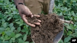 Shalamar Armstrong, associate professor of agronomy at Purdue University, holds a shovel full of soil, Thursday, July 13, 2023, in Fowler, Ind. (AP Photo/Joshua A. Bickel)