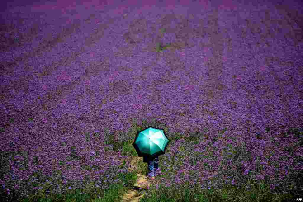 A visitor holds an umbrella before a lavender field in a park in Shenyang, northeast China&#39;s Liaoning province on Aug. 12, 2015.