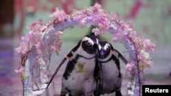 Penguins Momo and Omochi are seen during a media event ahead of a series of free online animal shows for children and families staying at home during Golden Week holidays due to the coronavirus disease (COVID-19)&nbsp;lockdown, at the Aqua Park Shinagawa in Tokyo, Japan.
