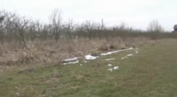Птичји грип во струшко