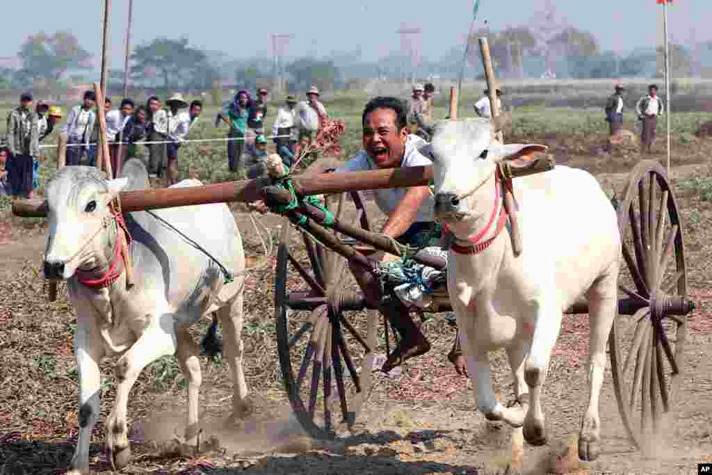 A man rides on an ox cart during a competition at Nay Young Pya Inn Pagoda, on the outskirts of Naypyitaw, Myanmar.