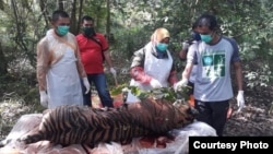 Seekor harimau Sumatra betina yang ditemukan mati di Aceh Selatan saat akan dilakukan nekropsi oleh Tim dokter hewan BKSDA Aceh (foto: courtesy).