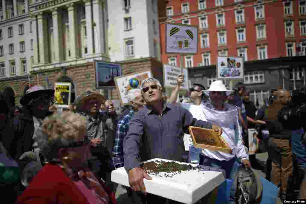 Peternak lebah di Sofia, Bulgaria, berdemonstrasi pada Hari Bumi 2013 untuk menuntut penghentian penggunaan pestisida neonikotinoid yang berkaitan dengan kematian lebah di seluruh dunia. (Photo: Reuters)