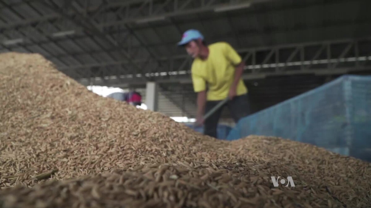 Thai Rice Farmers Struggle With Dropping Prices