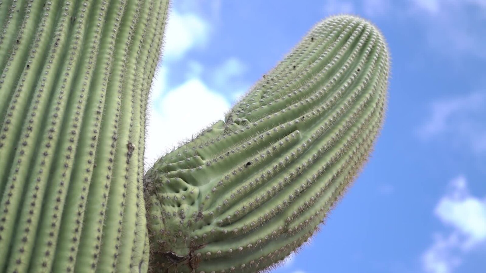 Prickly Splendor