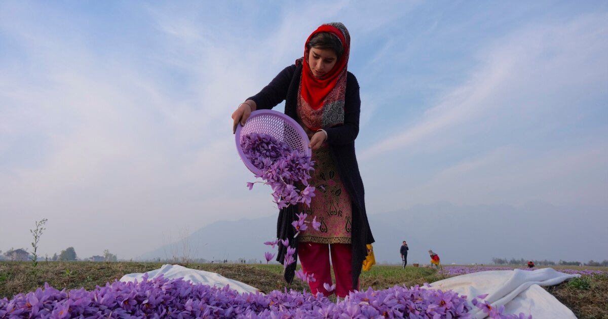 بھارتی کشمیر: زعفران کی ان ڈور کاشت سے دس گنا زیادہ پیداوار کا امکان