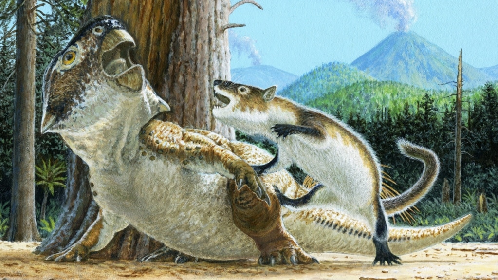 Researchers Believe Chinese Fossil Shows Mammal Attacking Dinosaur