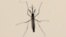 Aedes  aegypti ခြင်