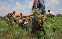 In this Nov. 21, 2011 photo, residents harvest crops at a community-run farm, which receives assistance by the United Nations Food and Agriculture Organization, near Dolo in Somalia.