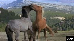ABD'de Yaban Atları Programı Tartışılıyor